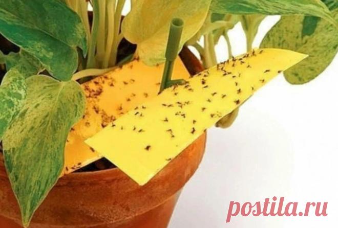 Это почти дармовое средство навсегда избавило мой дом от цветочных мошек, берите на заметку | 🌷Ваш Цветок | Дзен