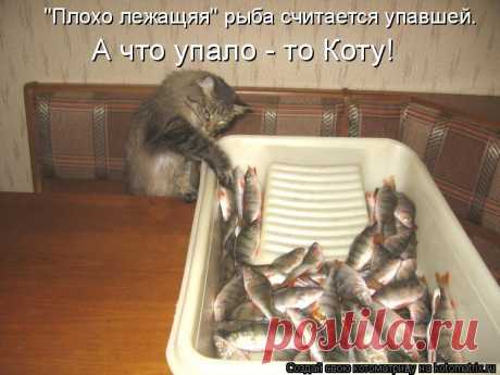 Котоматрица: Случайные котоматрицы