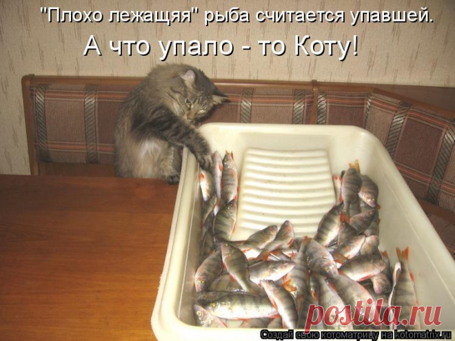 Котоматрица: Случайные котоматрицы
