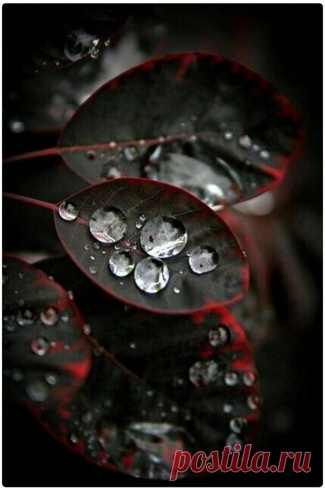 О воде: фантастические фото капель и не менее фантастические факты