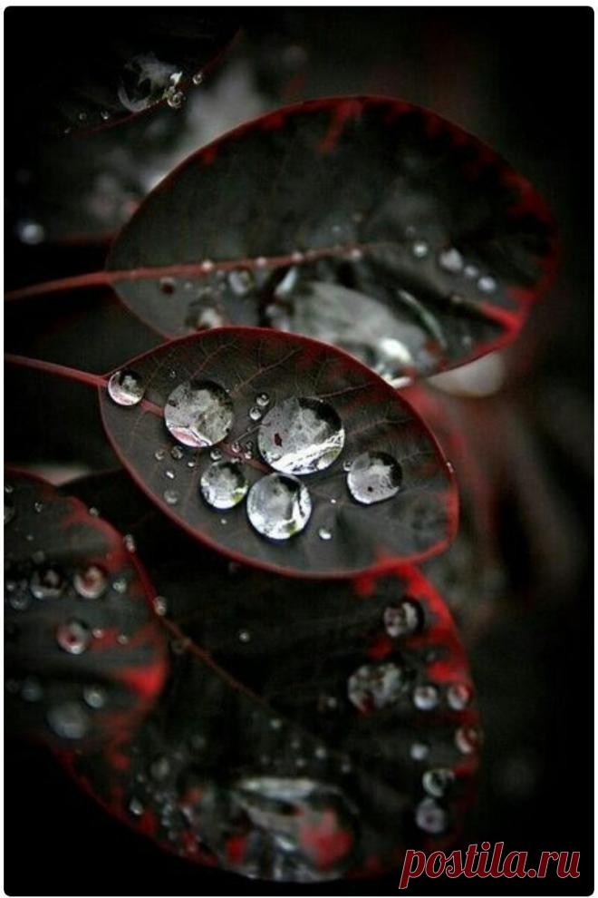 О воде: фантастические фото капель и не менее фантастические факты