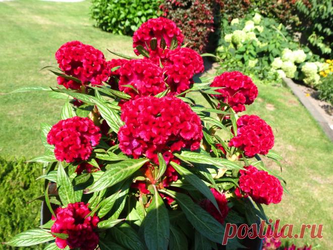 Целозия гибридная