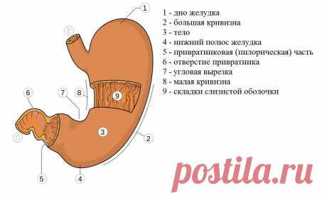 Питье во время еды разбавляет желудочный сок? (и прочая ересь) | Спортивные Советы | Яндекс Дзен