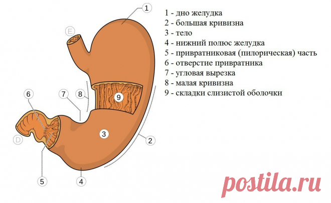 Питье во время еды разбавляет желудочный сок? (и прочая ересь) | Спортивные Советы | Яндекс Дзен