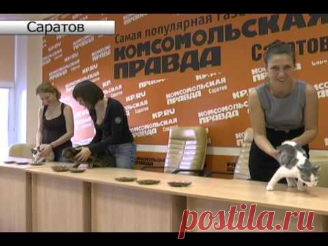 КОШКИН ДОМ. Какой корм лучше выбрать | Наш дом