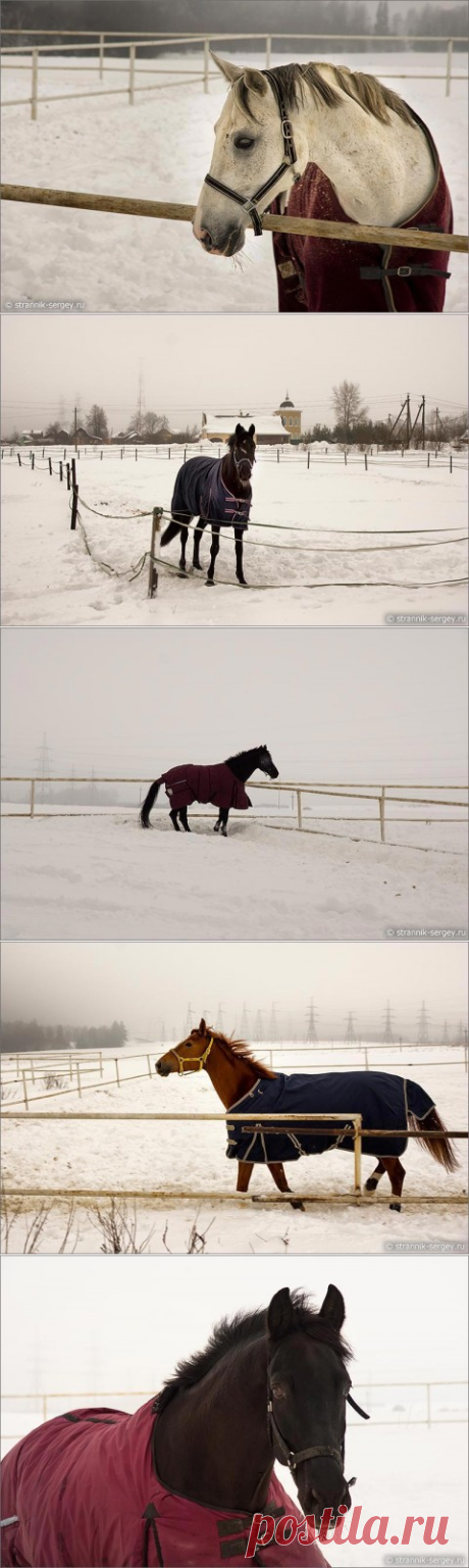Фото породистых лошадей в зимний день