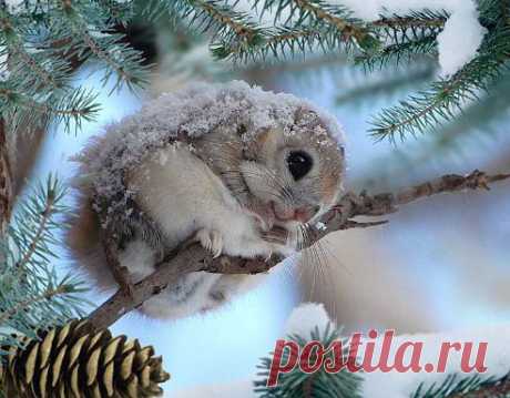 Бельчонок
ஐ Muneca☀♥ღ Brava ஐ╰დ╮ ╭დ╯☀♥ღ
Какая прелесть!!!!!!!