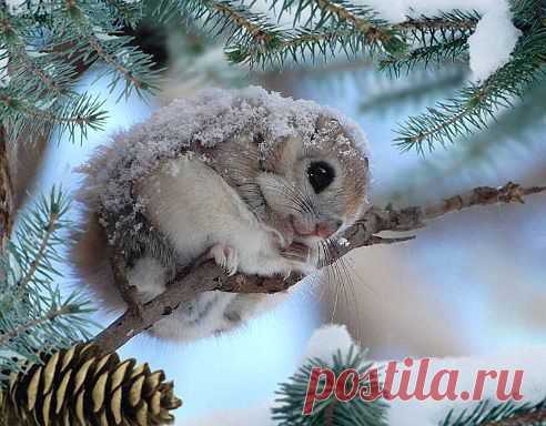 Бельчонок
ஐ Muneca☀♥ღ Brava ஐ╰დ╮ ╭დ╯☀♥ღ
Какая прелесть!!!!!!!