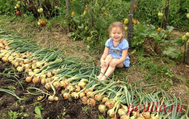 Теперь я каждый год получаю большой урожай лука: 4 простых совета
