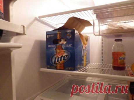 Открытия, которые вам «грозят», если вы заведете кота))