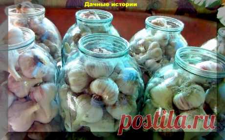Что нужно сделать, чтобы сохранить чеснок в течение года. Главные условия успешного хранения | Дачные истории | Яндекс Дзен
