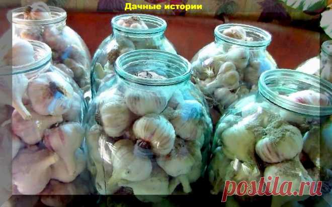 Что нужно сделать, чтобы сохранить чеснок в течение года. Главные условия успешного хранения | Дачные истории | Яндекс Дзен