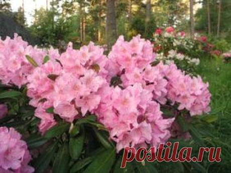 Рододендрон гибридный Хельсинский Университет (Rhododendron Helsinki University)