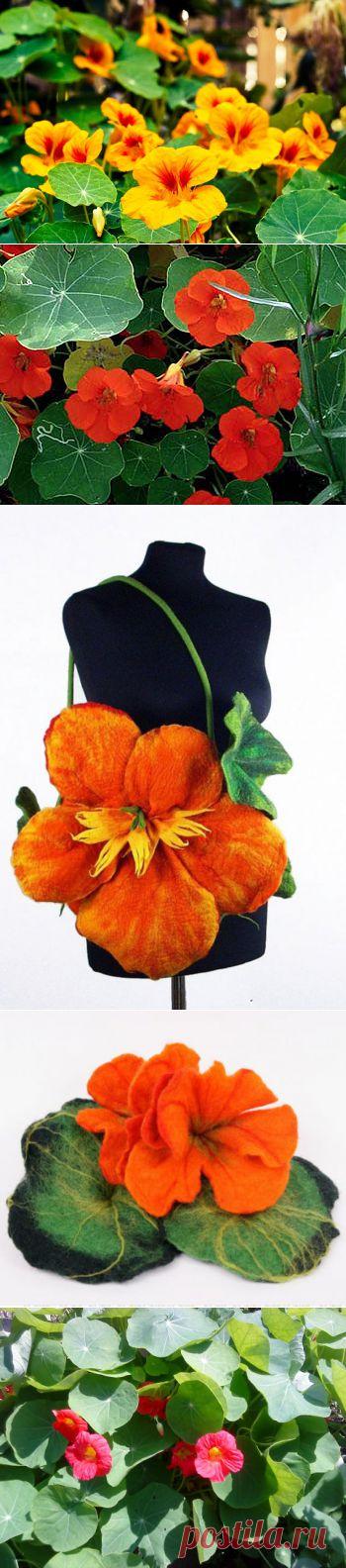 Настурция: огненный цветок как источник вдохновения | Наш уютный дом