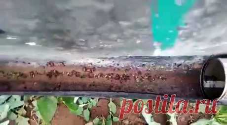 Велосипед и шуруповерт очистят участок картошки от колорадского жука за 10 минут