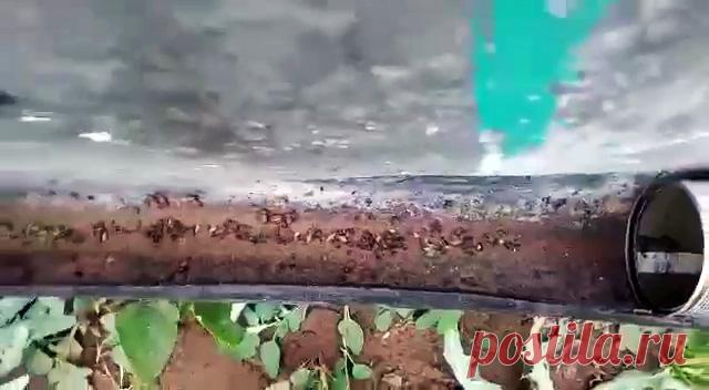 Велосипед и шуруповерт очистят участок картошки от колорадского жука за 10 минут