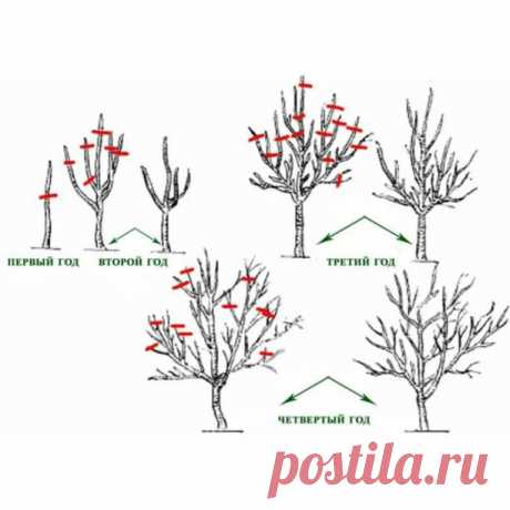 ОБРЕЗКА ПЛОДОВЫХ ДЕРЕВЬЕВ

🤯"Резать нельзя оставить" - какое принять решение и где поставить запятую?

Сохраните пост, в нем 105% пользы! 

Весна, самое лучшее время для обрезки плодового сада
Выбираем время, пока ещё началось сокодвижение, но при этом уже минуют сильные морозы 
Оптимально при t от -5 до +5

Весенняя обрезка нужна для:
*правильного развития и  формирования кроны
*ускорения сроков созревания фруктов, ягод и увеличения урожая.
Удаление больных, слабых, повр...