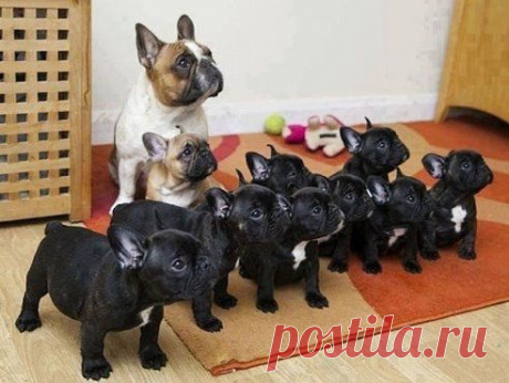 -Ну...давай, рассказывай...какая ты &quot;верная&quot;,&quot;преданная&quot;,а на соседа ты &quot;даже не смотрела&quot;....., а мы внимательно послушаем.