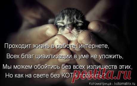 Котоматрица: Круть