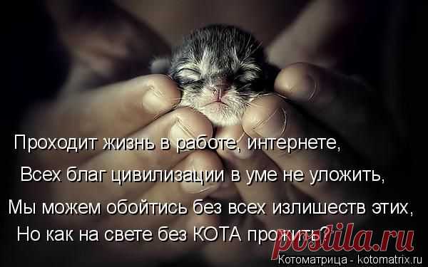 Котоматрица: Круть