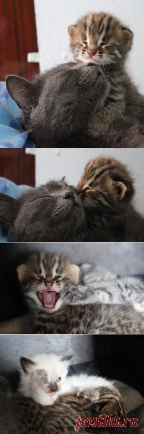 Котята в духовке - ЯПлакалъ