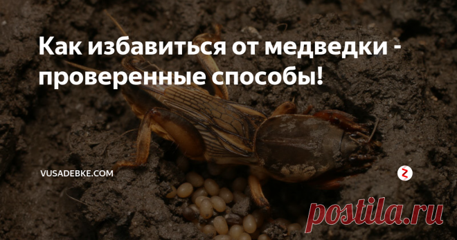 Как избавиться от медведки - проверенные способы! Медведка или земляной рачок — враг садовода. Выглядит устрашающе и может нанести вред урожаю на площади в несколько гектар.
Дополнительно вред усугубляется тем, что насекомое имеет крылья, поэтому может перемещаться от участка к участку, справляясь и с водными препятствиями. Паразит хорошо размножается, поэтому если на участке появилась в начале сезона пара особей, то к концу они дадут значительно