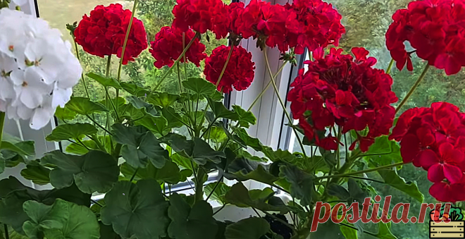 Делюсь взрывным бумом для домашних растений! Подкормка из одного порошка даёт силы цветам и заставляет их цвести великолепно | Удачный урожай | Яндекс Дзен