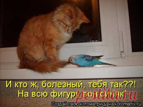 Свежая котоматрица (39 шт)