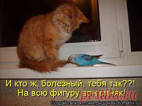Свежая котоматрица (39 шт)