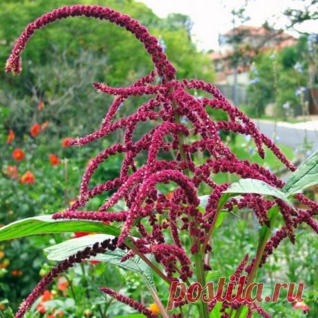 Амарант: выращивание из семян согласно пошаговой инструкции