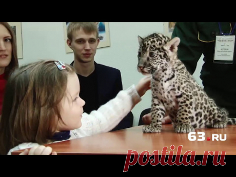 Детеныши ягуара: 3 кг «мимишности»