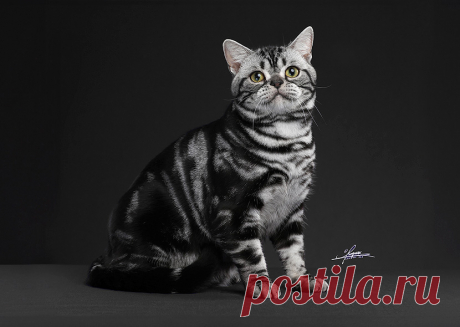 American Shorthair - The Cat Fanciers' Association