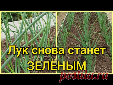 Желтеет перо лука? 😱 Что делать?