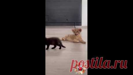 Типичный кот растет!
