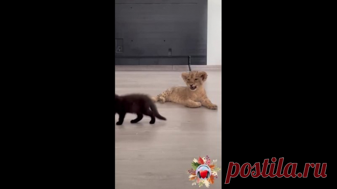 Типичный кот растет!