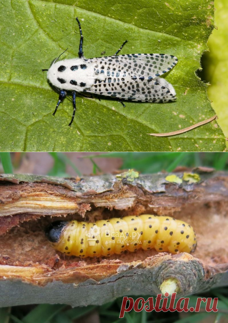 Древесница въедливая. Описание вредителя с фото. Как распространяется, методы борьбы и профилактики.