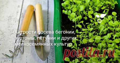 Хитрости посева бегонии, эустомы, петунии и других мелкосемянных культур Очень многие декоративные растения имеют крошечные семена. В этой статье я поделюсь хитростями, которые использую при посеве своих любимых мелкосемянных культур.