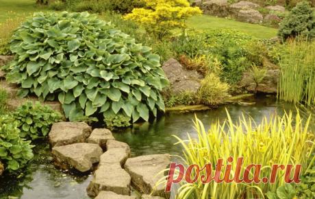 Декоративные злаки в ландшафтном дизайне: ковыль, камыш и другие, преимущества и недостатки, виды и сорта злаков