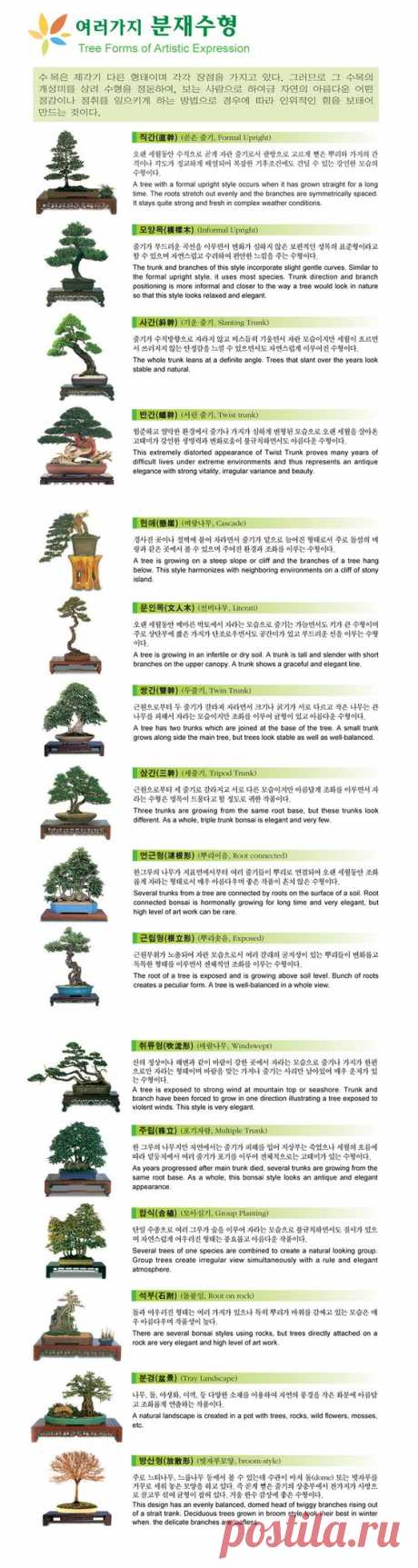 jayme limsuarez сохранил(а) Пин на доску bonsai.  
Each Bonsai style explained   |  Pinterest • Всемирный каталог идей