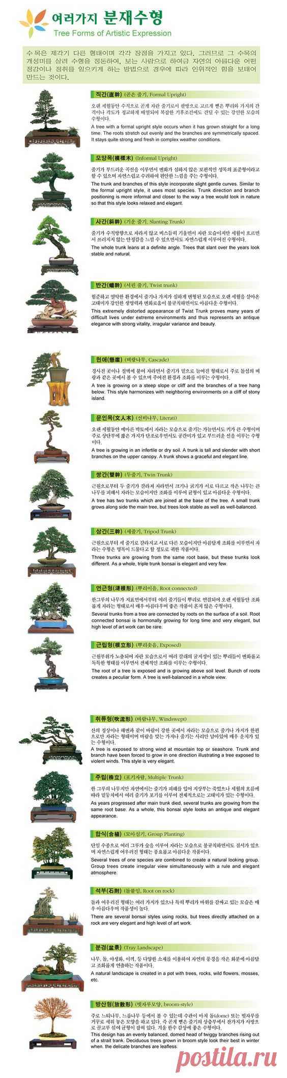 jayme limsuarez сохранил(а) Пин на доску bonsai.  
Each Bonsai style explained   |  Pinterest • Всемирный каталог идей