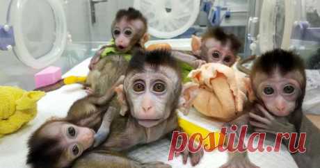 Видео: Мужчина присел в лесу, чтобы пообедать, но внезапно его начали окружать звери