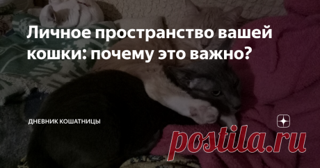 Личное пространство вашей кошки: почему это важно? Любой человек чувствует себя наиболее комфортно, когда у него есть возможность выбрать, насколько близко общаться с другими людьми.
Например, гораздо приятнее, когда мы заходим в комнату ожидания, а там не многолюдно, поэтому мы можем выбрать, где сесть и как далеко мы хотим находиться от других людей. То же самое касается метро или лифта. Намного приятнее ехать в полупустом вагоне, а лифт