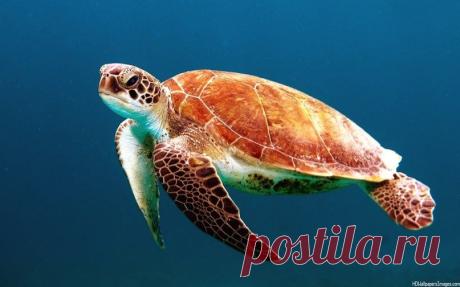 Живая природа