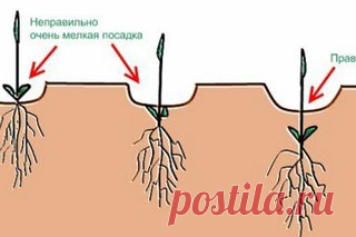 Посадка и уход за клематисами в открытом грунте 

Клематис (Clematis) латинское название рода многолетних растений семейства Лютиковые, причем по-латыни ударение ставится на первый слог. Русские народные названия цветка — ломонос, лозинка, бородавник, дедушкины кудри. 

Посадка клематисов 
Показать полностью…