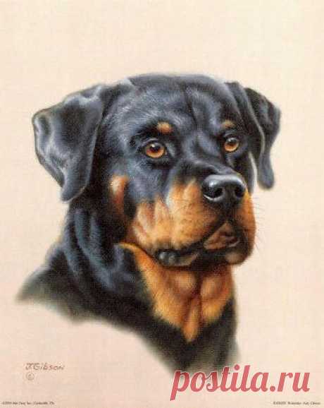 Схема вышивки «Rottweiler» - Схемы автора «lv-sunflower» - Вышивка крестом