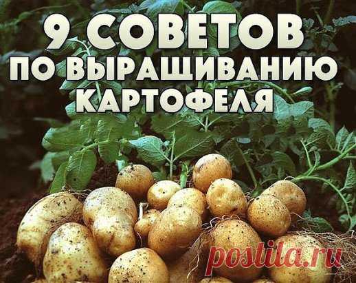 Девять советов по выращиванию картофеля.
Сохраните к себе на стену, чтобы не потерять!
1. Чем меньше клубень картофеля, тем крупнее он дает клубни, и наоборот. Поэтому лучше всего сажать клубни средней величины, либо разрезать большие клубни так чтобы на каждой части было несколько глазков.
2. Глубоко посаженные клубни дадут мелочь и изобилие ботвы.
3. Подкармливать картофель лучше химическими удобрениями – органика, особенно навоз, отрицательно влияет на вкусовые качества.
4. Чтобы получить