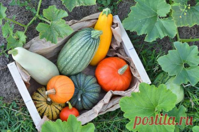 Какие растения посадить на даче, чтобы практически не ухаживать за ними