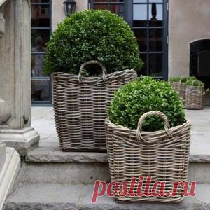 Контейнерные растения. 40 удивительных идей для сада - МирТесен