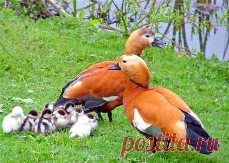 mandarinka