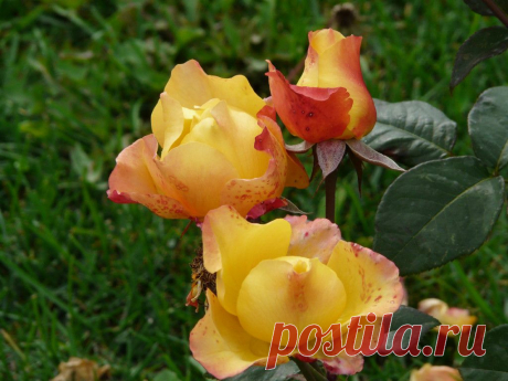 Роза